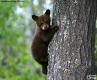 Μια καφέ αρκούδα cub ανεβαίνει σε ένα δέντρο με τη μαμά του βλέποντας από κάτω